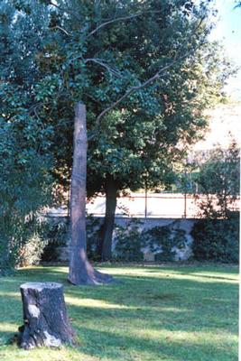 Giuseppe Penone, Linee d'acqua, bronzo, copyright Galleria Tucci Russo, Torre Pelice (TO)