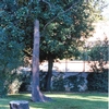 Giuseppe Penone, Linee d'acqua, bronzo, copyright Galleria Tucci Russo, Torre Pelice (TO)