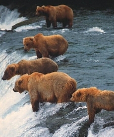 Occhio al Grizzly
