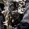 Caccia alla visione vincente E' strage di avvoltoi
