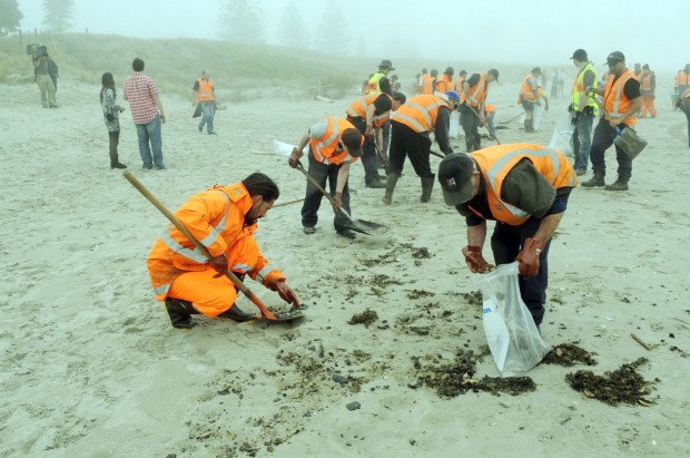 Marea nera, emergenza ambientale in Nuova Zelanda