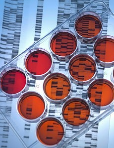 Plastica e staminali per organi biotech il trapianto senza donatore è made in Italy