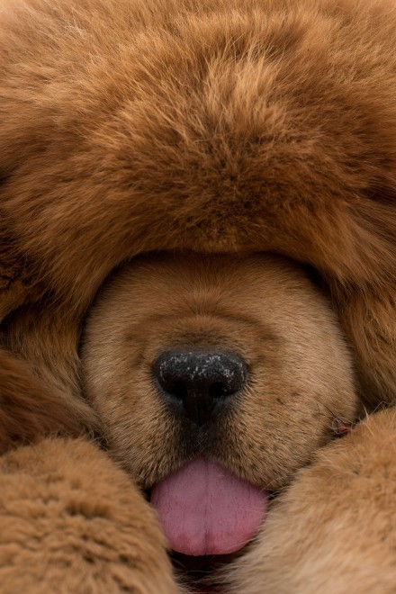 Il mastino tibetano da 750mila dollari, &egrave; status symbol tra i ricchi in Cina