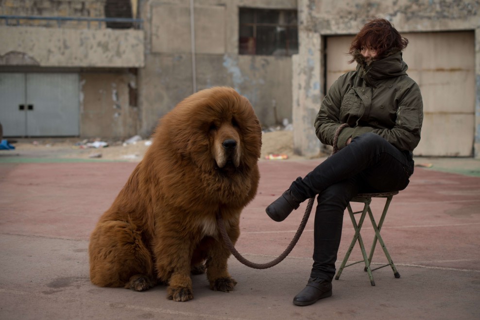 Il mastino tibetano da 750mila dollari, &egrave; status symbol tra i ricchi in Cina