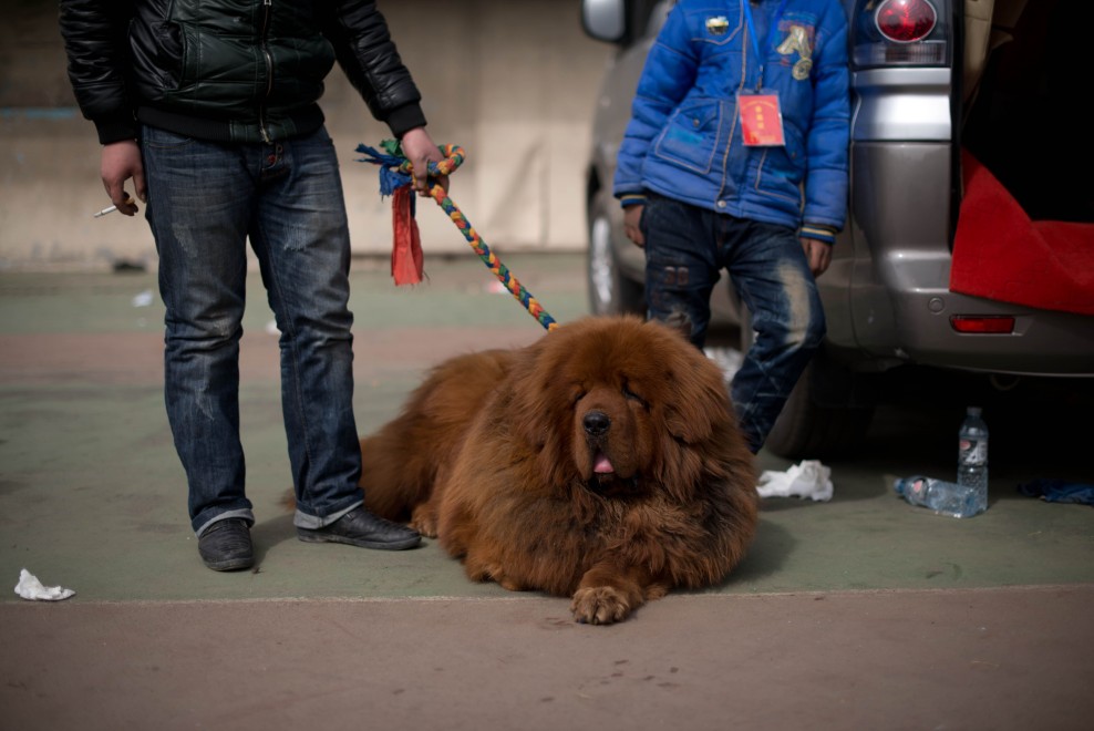 Il mastino tibetano da 750mila dollari, &egrave; status symbol tra i ricchi in Cina