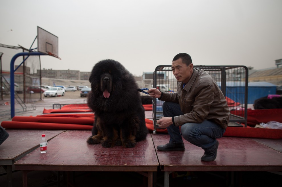 Il mastino tibetano da 750mila dollari, &egrave; status symbol tra i ricchi in Cina
