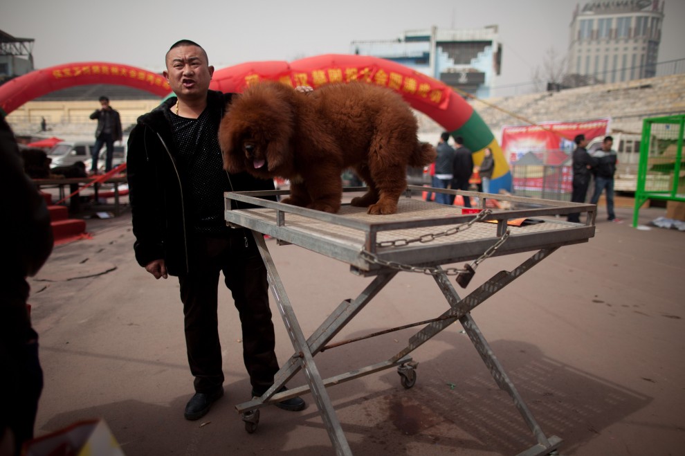 Il mastino tibetano da 750mila dollari, &egrave; status symbol tra i ricchi in Cina