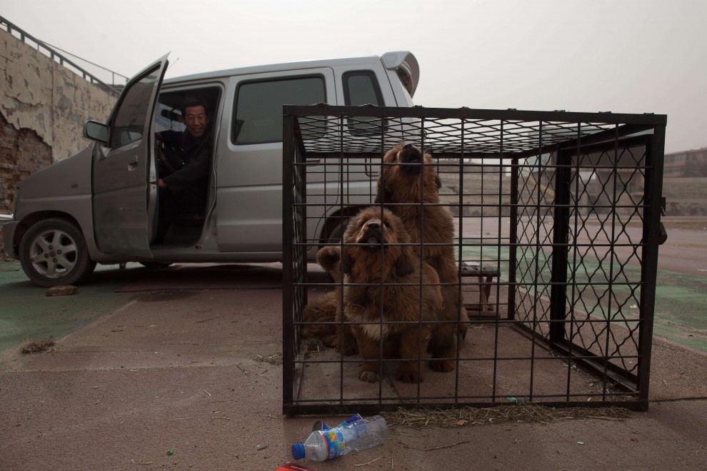 Il mastino tibetano da 750mila dollari, &egrave; status symbol tra i ricchi in Cina