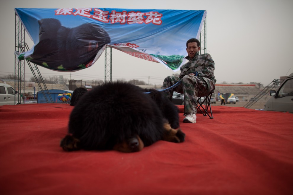 Il mastino tibetano da 750mila dollari, &egrave; status symbol tra i ricchi in Cina