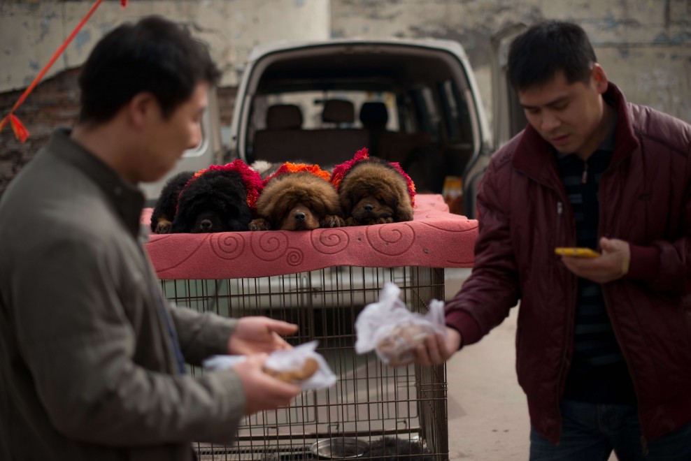 Il mastino tibetano da 750mila dollari, &egrave; status symbol tra i ricchi in Cina