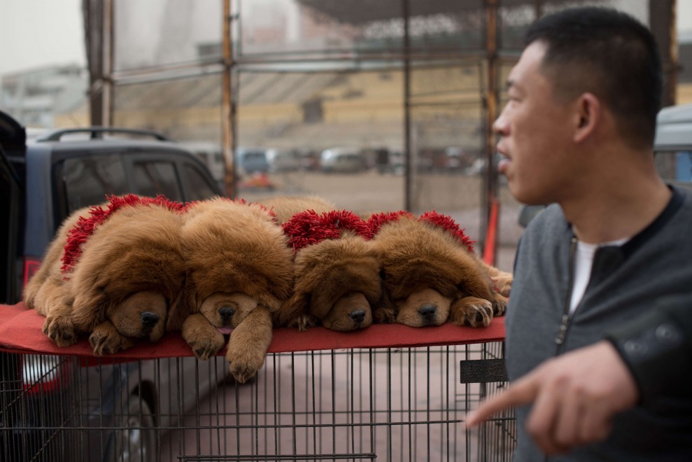 Il mastino tibetano da 750mila dollari, &egrave; status symbol tra i ricchi in Cina