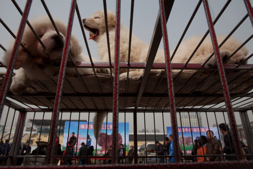 Il mastino tibetano da 750mila dollari, &egrave; status symbol tra i ricchi in Cina
