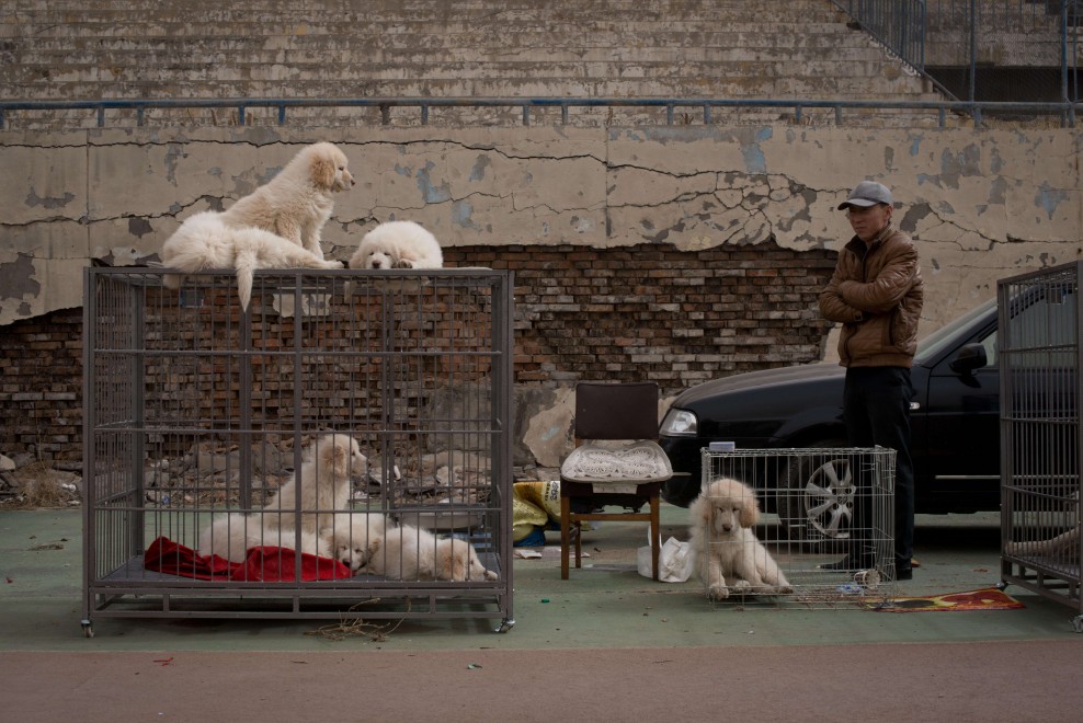 Il mastino tibetano da 750mila dollari, &egrave; status symbol tra i ricchi in Cina