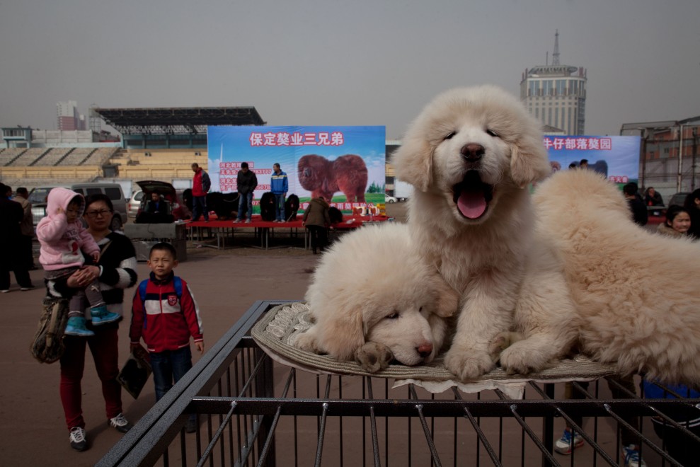Il mastino tibetano da 750mila dollari, &egrave; status symbol tra i ricchi in Cina