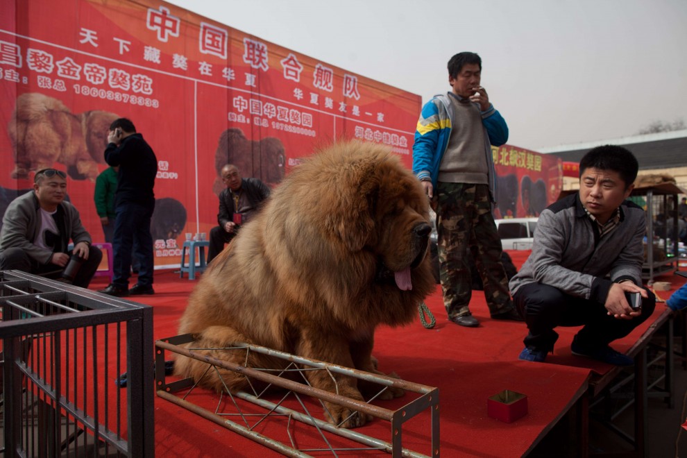 Il mastino tibetano da 750mila dollari, &egrave; status symbol tra i ricchi in Cina