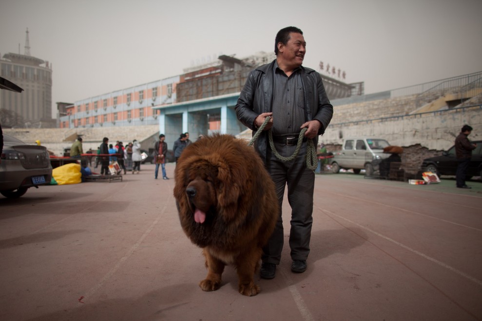 Il mastino tibetano da 750mila dollari, &egrave; status symbol tra i ricchi in Cina