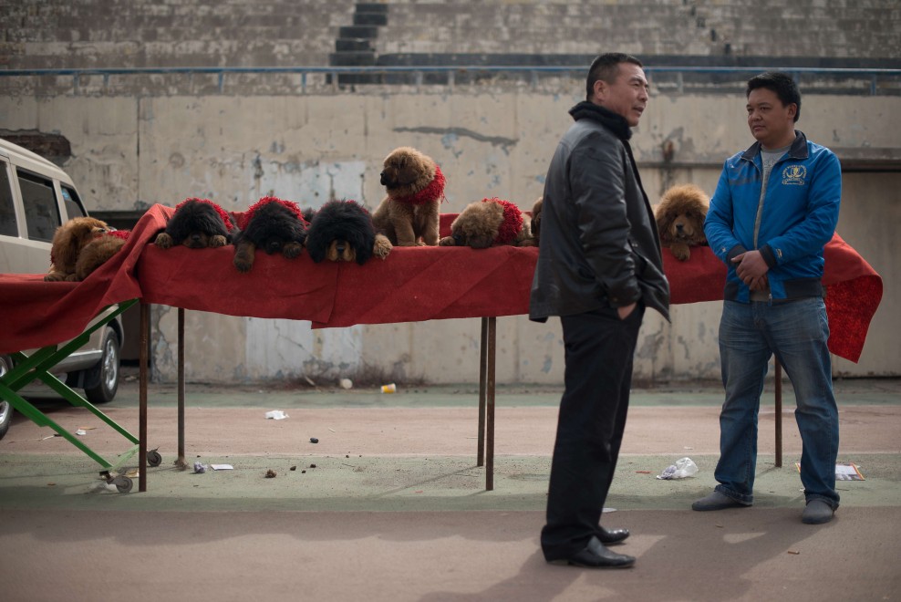 Il mastino tibetano da 750mila dollari, &egrave; status symbol tra i ricchi in Cina
