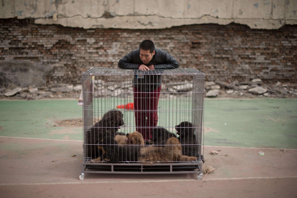 Il mastino tibetano da 750mila dollari, &egrave; status symbol tra i ricchi in Cina