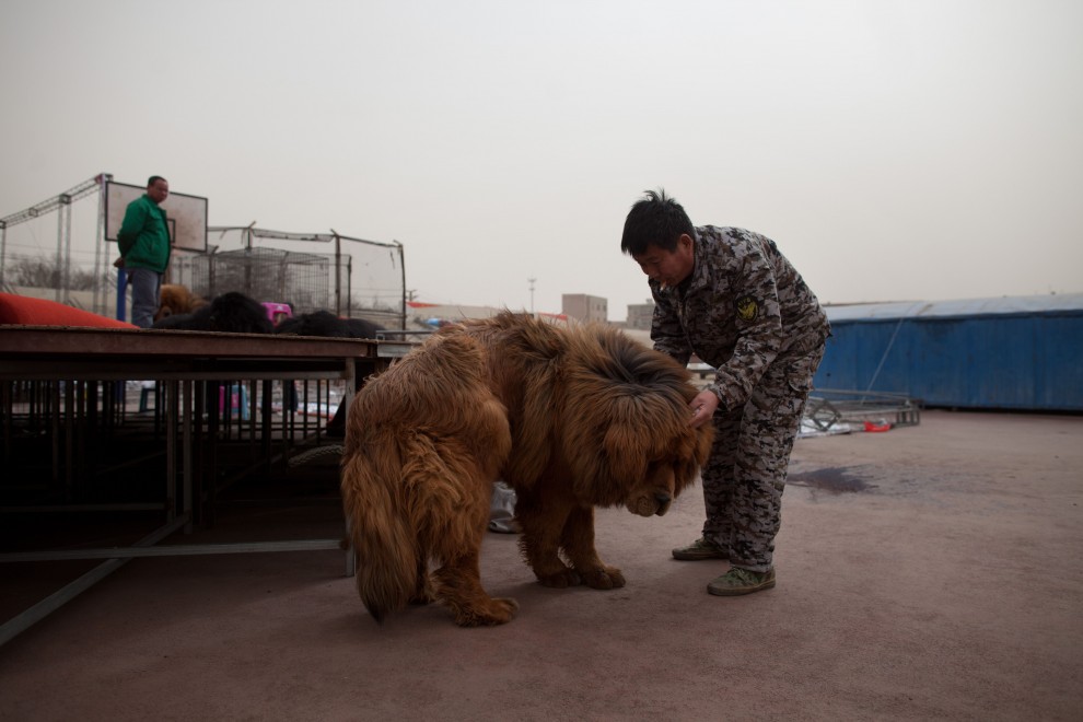 Il mastino tibetano da 750mila dollari, &egrave; status symbol tra i ricchi in Cina