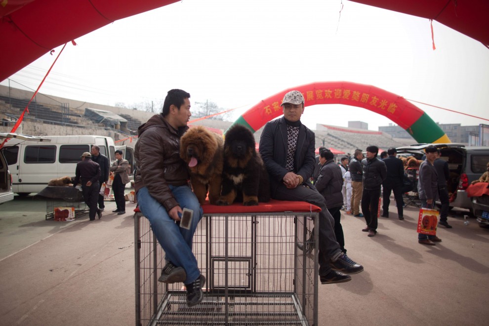 Il mastino tibetano da 750mila dollari, &egrave; status symbol tra i ricchi in Cina