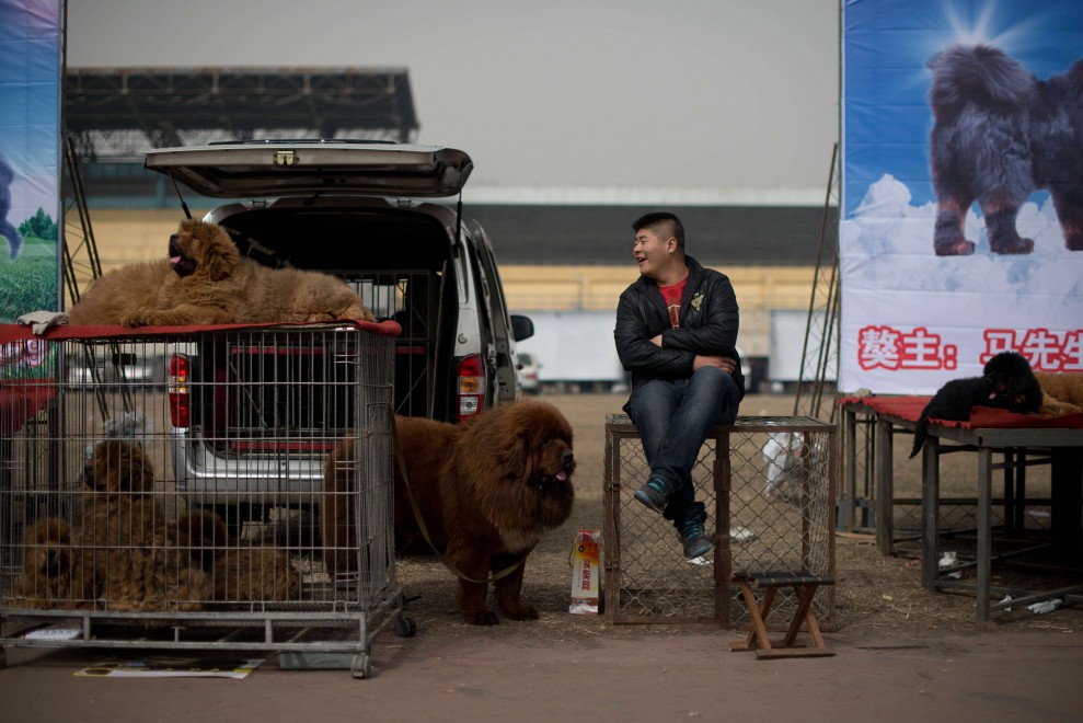 Il mastino tibetano da 750mila dollari, &egrave; status symbol tra i ricchi in Cina