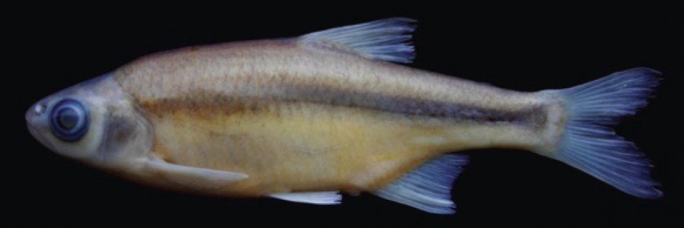 Turchia, scoperta una nuova specie di pesce
