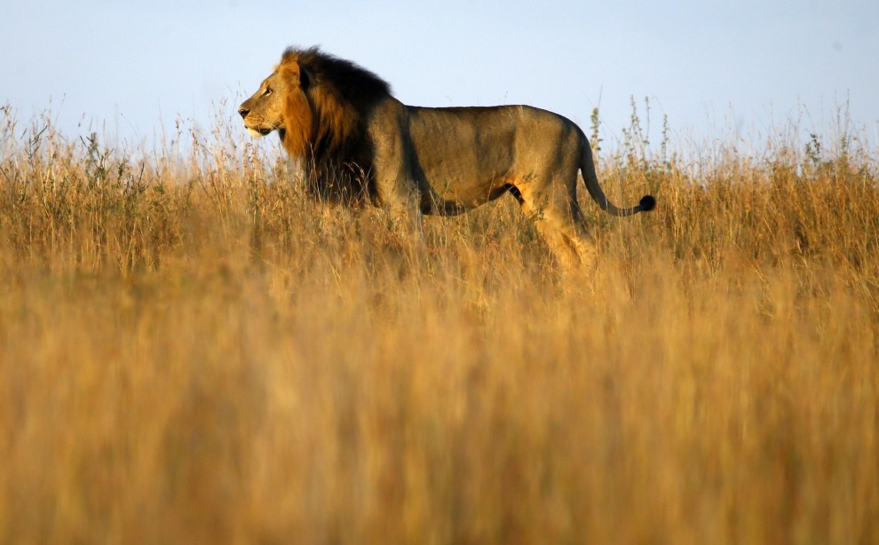 Kenya, lo stretching del leone appena sveglio