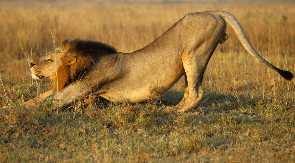 Kenya, lo stretching del leone appena sveglio