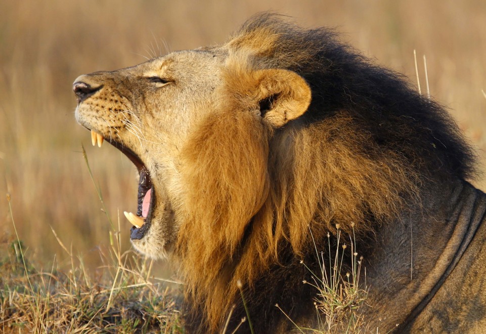 Kenya, lo stretching del leone appena sveglio