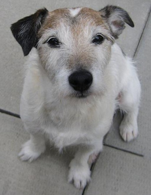 Il cane-salvadanio: Jack e le 111 monete nello stomaco