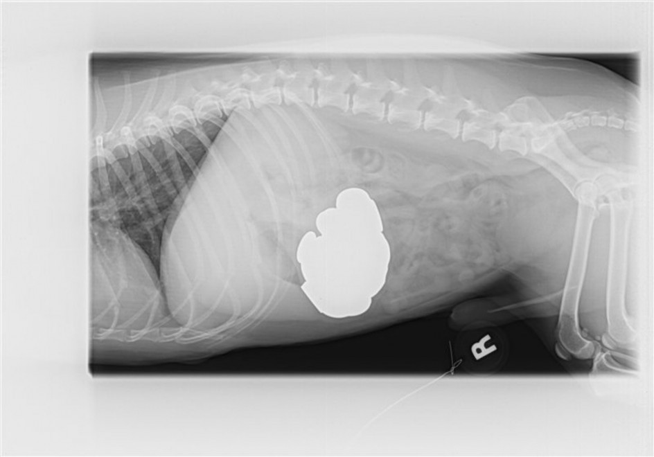 Il cane-salvadanio: Jack e le 111 monete nello stomaco