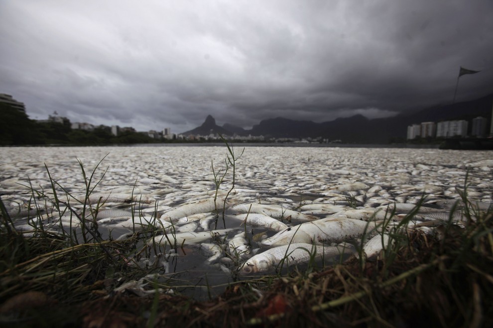 Brasile, laguna inquinata: la moria dei pesci&nbsp;