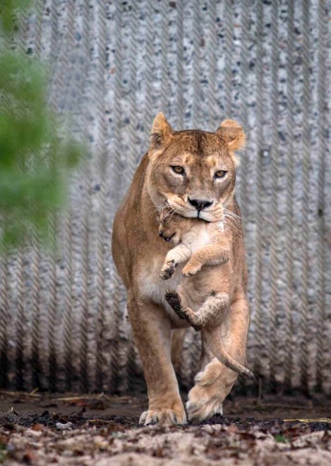 Africa, che pigri questi cuccioli di leone