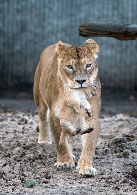 Africa, che pigri questi cuccioli di leone