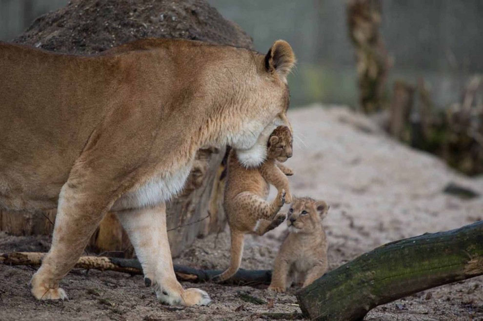 Africa, che pigri questi cuccioli di leone