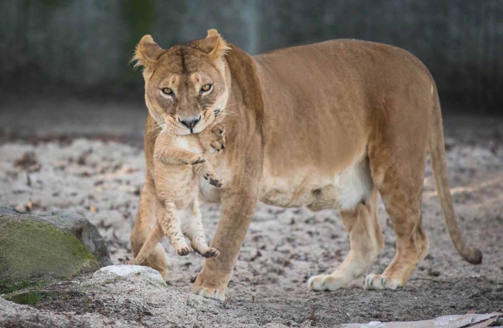 Africa, che pigri questi cuccioli di leone