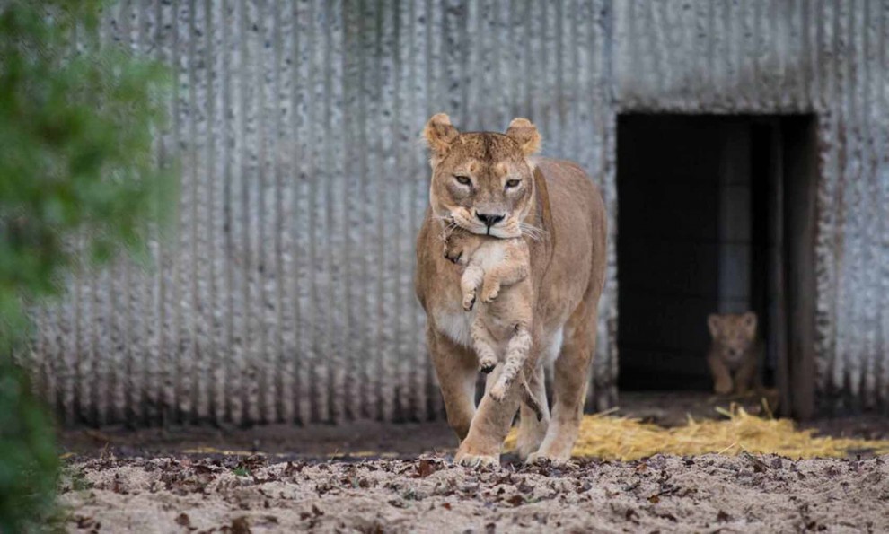 Africa, che pigri questi cuccioli di leone