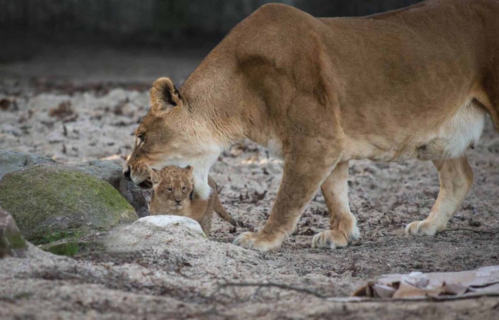 Africa, che pigri questi cuccioli di leone