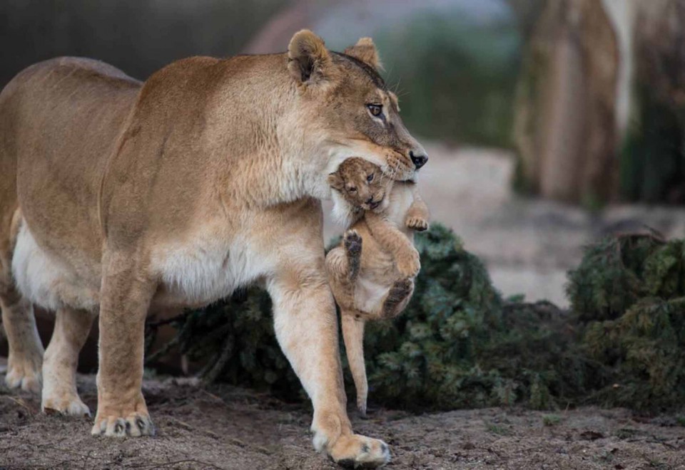 Africa, che pigri questi cuccioli di leone