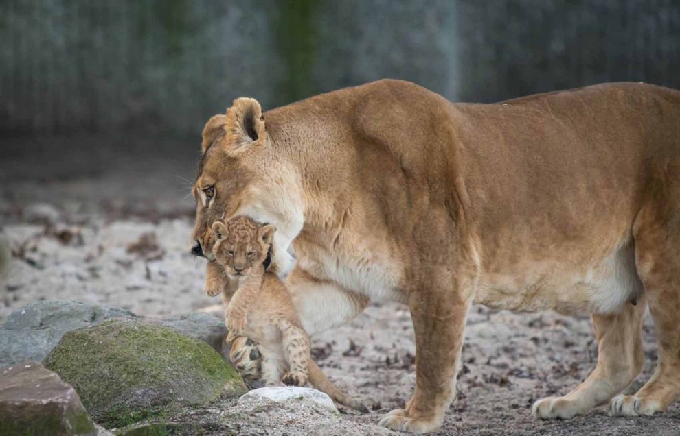 Africa, che pigri questi cuccioli di leone