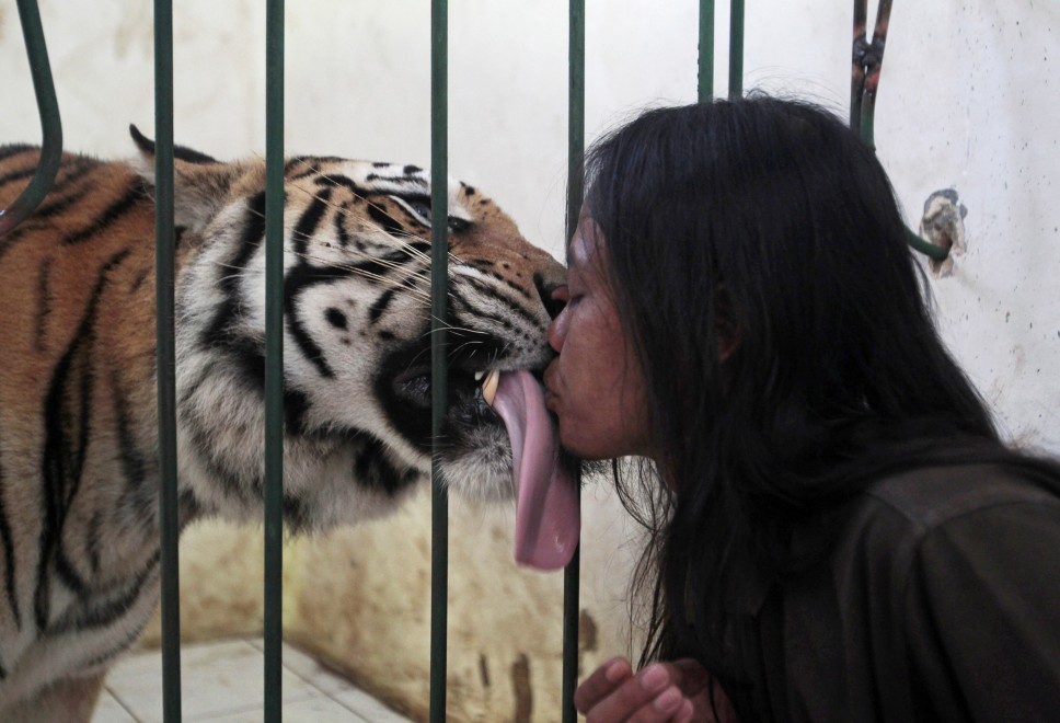 Saleh e una tigre per amica
