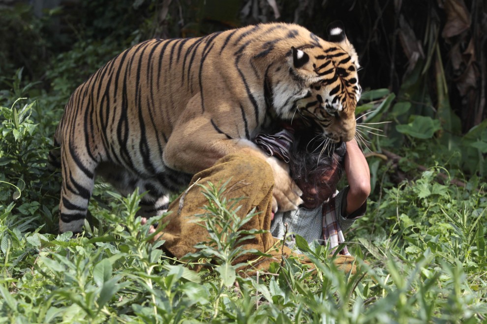 Saleh e una tigre per amica