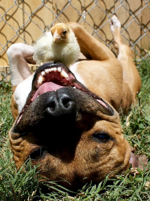 Il cane e&nbsp; il pulcino: strana coppia pasquale