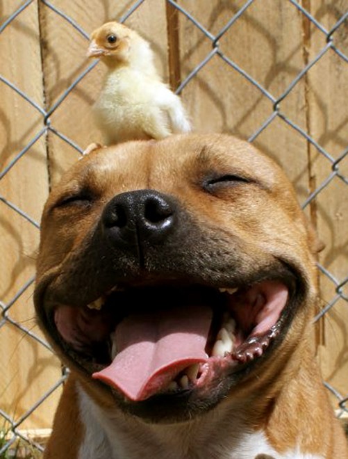 Il cane e&nbsp; il pulcino: strana coppia pasquale