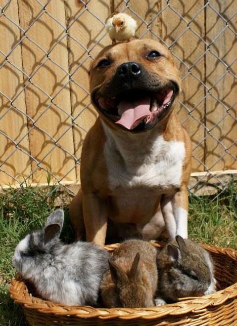 Il cane e&nbsp; il pulcino: strana coppia pasquale