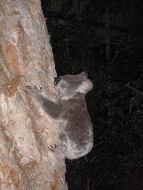 Australia, il bacio del koala alla bionda
