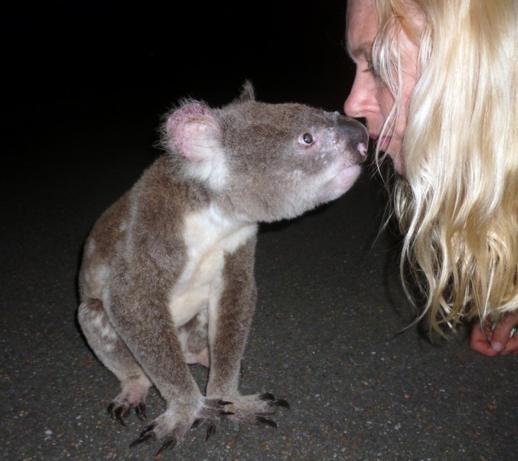 Australia, il bacio del koala alla bionda
