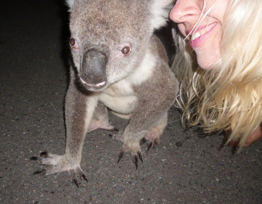 Australia, il bacio del koala alla bionda