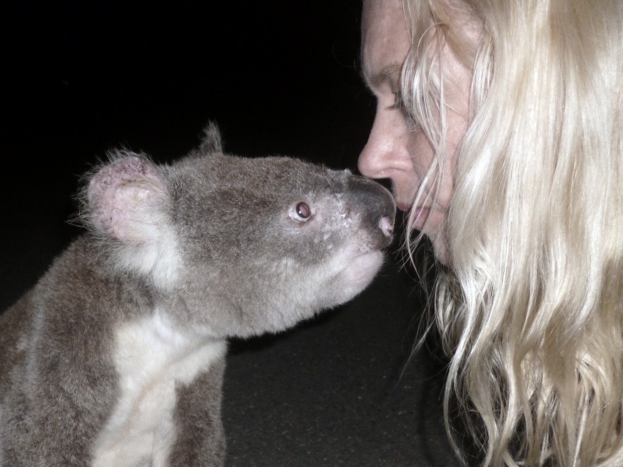 Australia, il bacio del koala alla bionda