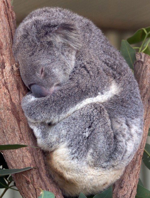 Australia, il bacio del koala alla bionda